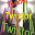 Twixtor v8 Standalone