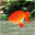 Fantastic Aquarium 3D Screensaver 2.0