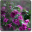 Sunbeam Foliage ScreenSaver 4.0