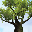 Magic Tree 3D Screensaver 1.0