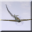 Flight for Fight