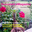 Digital Edition - Succulent_eMagazine - 10032549