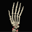 Primal 3D Anatomy - Muscles, Testing and Function
