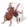 Free Spider Solitaire 2010 v2.1