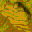 LanDTM
