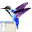Kolibri 6.5.0 SP5