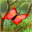 Enchanting Forest Screensaver 2.0