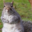 Squirrel Stapler