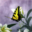 Butterflies World Screensaver 2.0