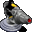 pengapop
