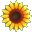 Sunshine Acres