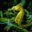 Ultimate Puzzles Marine Life 2 1.0