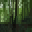 Tree Simulator 2013 Treeloaded version 4.3.4