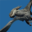 Dragonflight