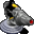 Pengapop