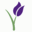 Bloomlink Client