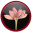 Saffron Repair