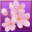 Cherry Blossom Murders